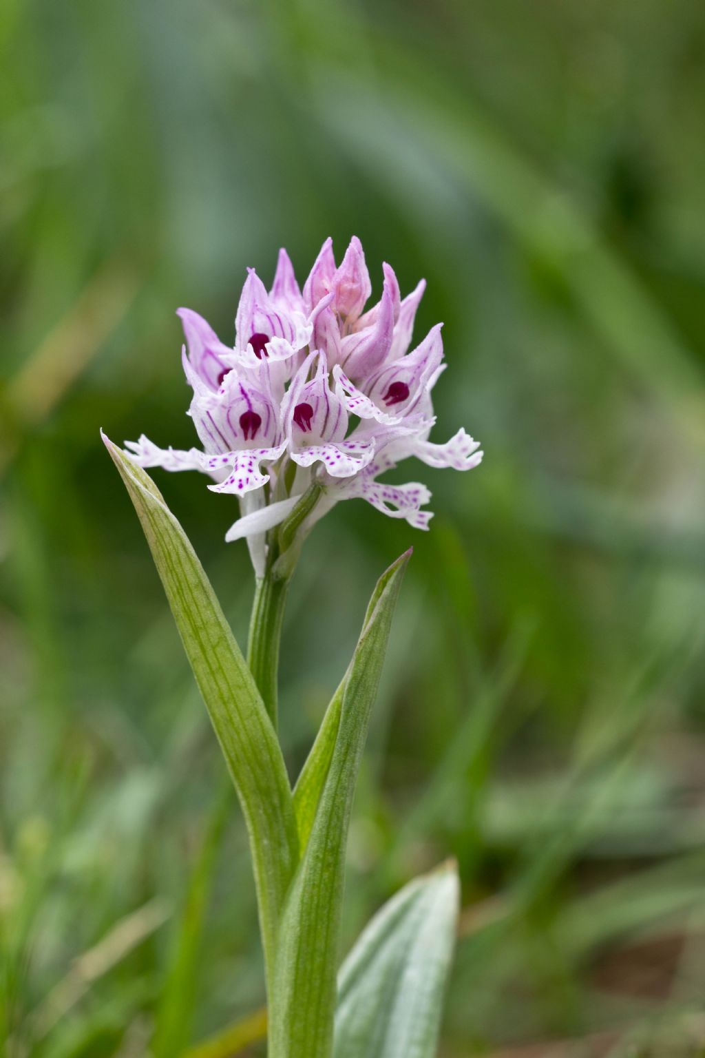 Neotinea tridentata